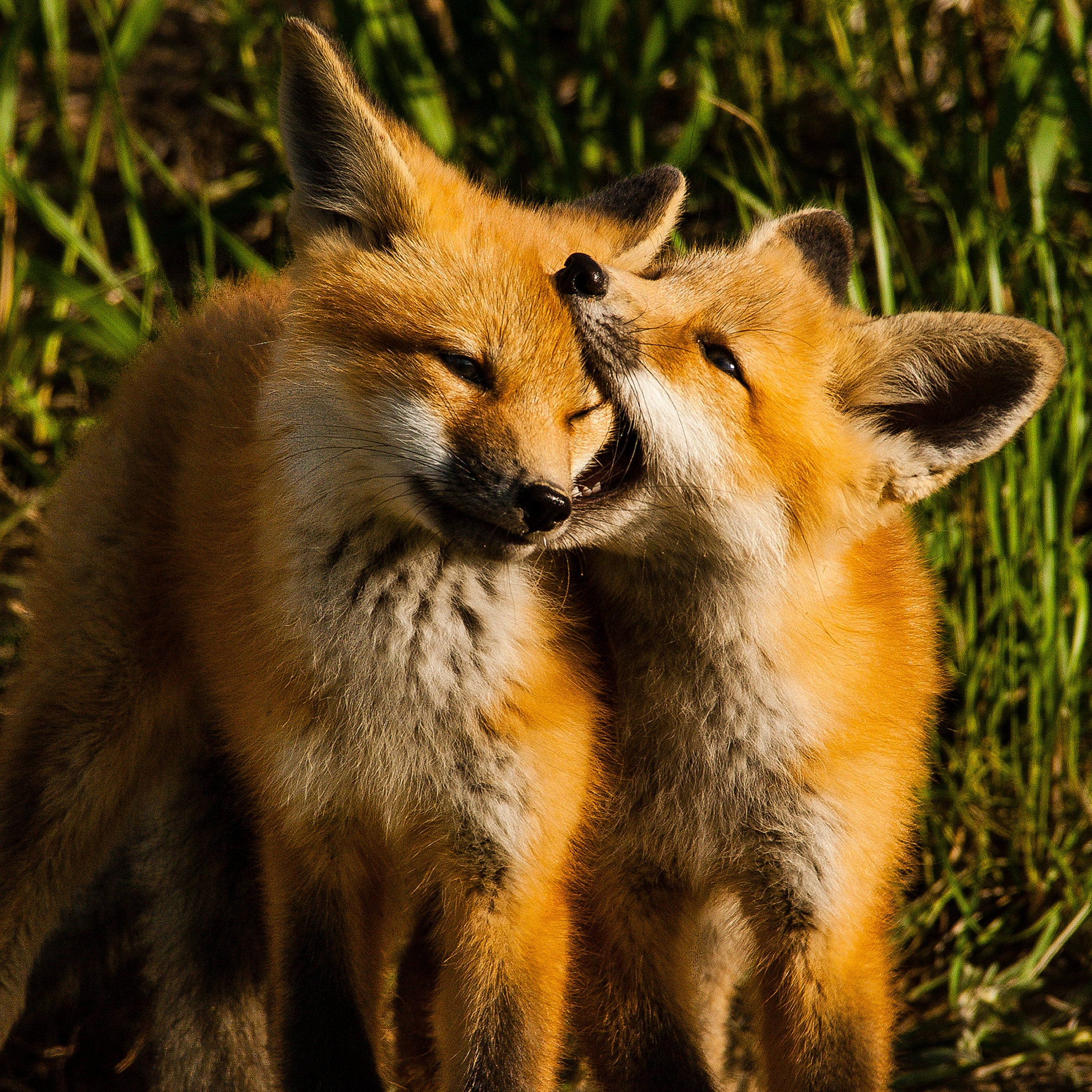 Fox Tracks